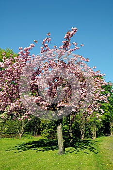 CHEERY BLOSSOM TREE