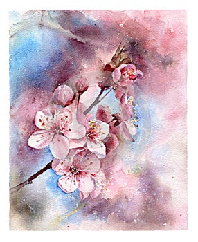 Cheery blossom watercolor postcard hand drawn illustration.