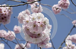 Cheery Blossoms with Honey Bee in Gottingen, Germany