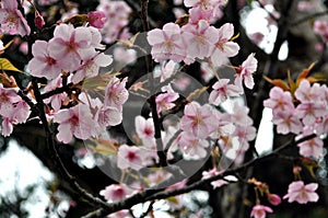 Cheery Blossoms