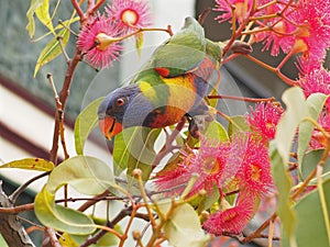 Cheery Loveable Vibrant Rainbow Lorikeet.