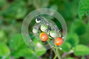 Cheery tomatoes growing in a home garden, mixed stages of ripeness