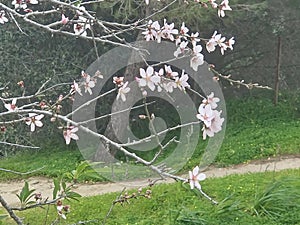 Cheery tree in tiene wood photo