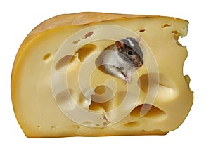 Käse 