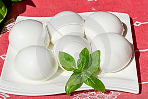 Cheese collection, white balls of Italian soft cheese mozzarella di bufala campana served with fresh basil photo