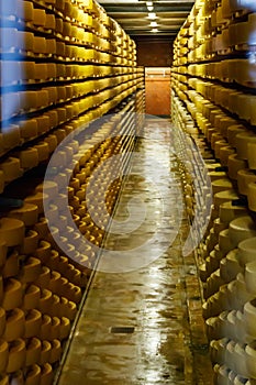 Cheese dairy plant warehouse with shelves stacked with rows of cheese