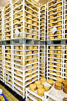 Cheese factory warehouse with shelves stacked with cheese