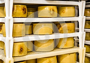 Cheese factory warehouse with shelves stacked with cheese