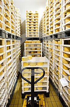 Cheese factory warehouse with shelves stacked with cheese