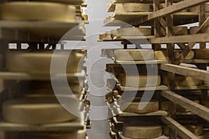 Cheese heads on wooden shelves in a cheese dairy storage. Close-up