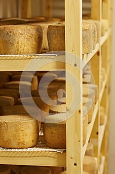 Cheese madurating in storage room