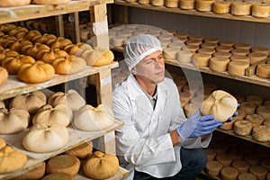 Cheese maker controlling maturing process of cheese wheels