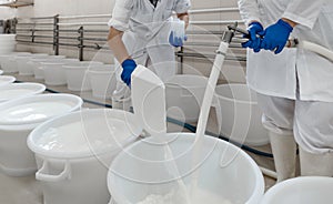 Cheese Maker Plant Worker At A Plastic Tank Full With Fermenting