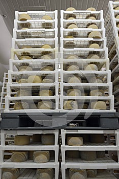 Cheese maturing in a dairy