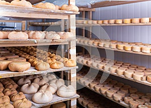 Cheese maturing storehouse on dairy factory with wheels of goat cheese