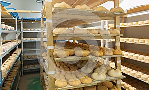 Cheese maturing storehouse on dairy factory with wheels of goat cheese