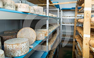 Cheese maturing storehouse on dairy factory with wheels of goat cheese