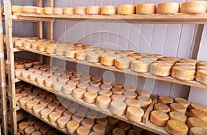 Cheese maturing storehouse on dairy factory with wheels of goat cheese