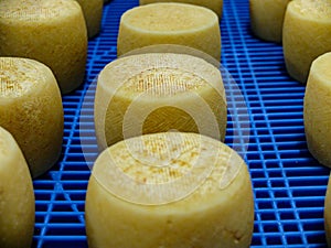 Cheese pieces stored in rows in a refrigerated chamber