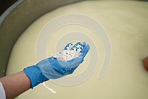 Cheese production cheesery dairy farming. Manual labor in the production of whey, curd, sourdough. Close-up