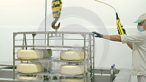 Cheese production. The worker takes the cheese out of the water bath. Pasteurization of cheese. Industrial production of