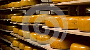 Cheese production workshop in a dairy factory