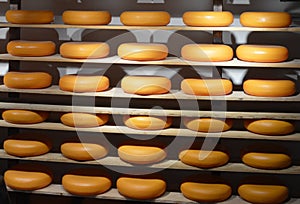 Cheese on shelves