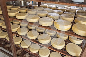 Cheese storage in the ripening process at RoÃ§a Da Cidade