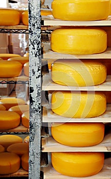 Cheese Wheels