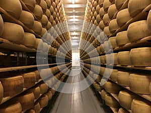 Cheese wheels in cheese cellar