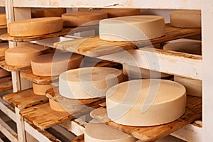 Cheese wheels maturing on shelves