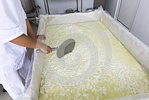 Cheese worker hands creamery dairy mixing