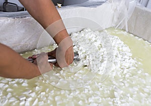 Cheese worker hands creamery dairy mixing