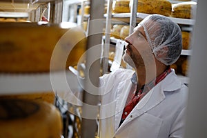 Cheesemaker checking ready product in a storage room