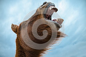 Funny and crazy Icelandic horse. the dark blue Icelandic sky