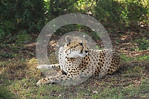 Cheeta