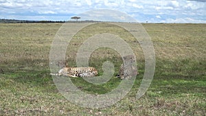 Cheeta Acinonix Jubatus Resting in a Shade, Africa.