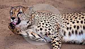 Cheeta animal licking her foot