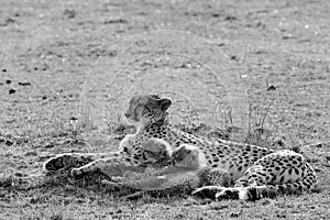 Cheeta and cubs resting on the grassland of Masai Mara