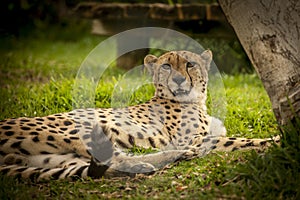 Cheeta resting