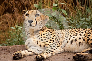 Cheeta resting in a shade