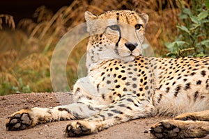 Cheeta resting in a shade