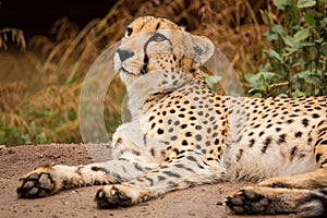 Cheeta resting in a shade