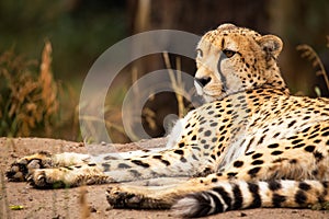 Cheeta resting in a shade