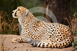 Cheeta resting in a shade