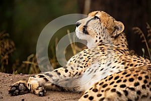 Cheeta resting in a shade