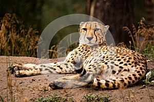 Cheeta resting in a shade