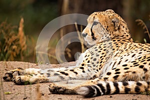 Cheeta resting in a shade