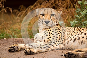 Cheeta resting in a shade