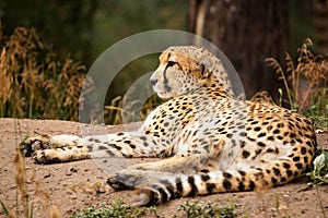 Cheeta resting in a shade